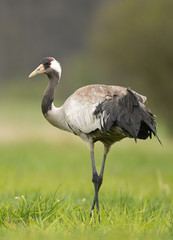 Common crane (Grus grus)
