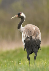 Common crane (Grus grus)