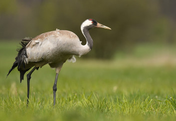 Common crane (Grus grus)