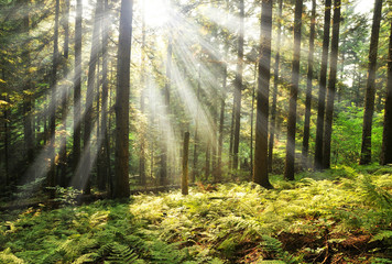 Fototapeta premium Morning in the forest