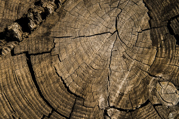 Fototapeta premium wood