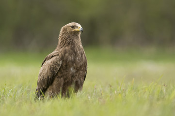 Lesser spotted eagle (Clanga pomarina)