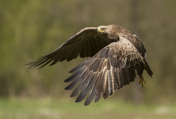 Lesser spotted eagle