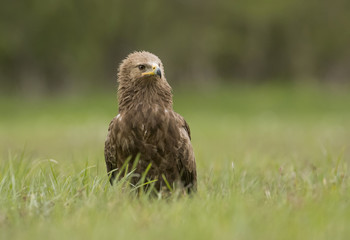 Lesser spotted eagle (Clanga pomarina)