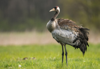 Common crane (Grus grus)
