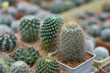 cactus in a group