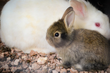 rabbit
