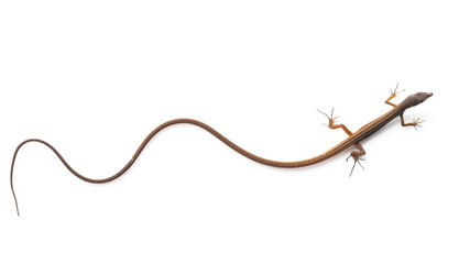 Obraz premium : Asian longtailed grass lizard