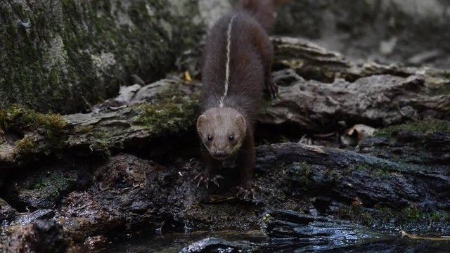 Sorry,I did not intend to bother you,pal.
Back-striped weasel (Mustela strigidorsa) ,male ,one of the most mysterious animal drinking water carefully ,keeping an eye on others hunter.