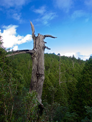 Fototapeta premium Single white wood,Taiping Mountain,Yilan,Taiwan