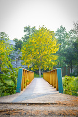 Obraz premium Green and yellow steel bridge and Golden Shower tree, flower or known as the golden rain tree, canafistula