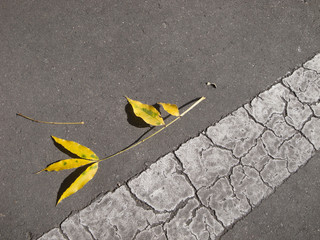 道路と葉っぱ