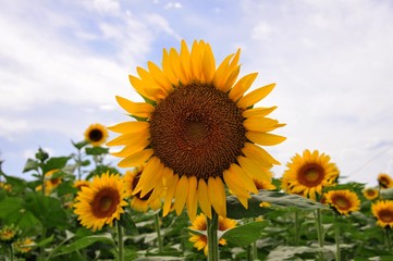 長崎鼻のヒマワリ