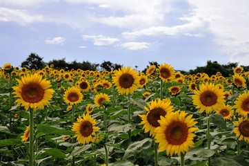 Obraz premium 長崎鼻のヒマワリ