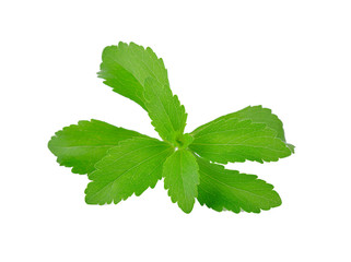 Stevia rebaudiana plant isolated on white background