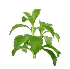 fresh green Stevia rebaudiana leaves on white background