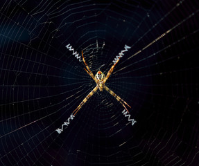 Spider on a spider web with a black background