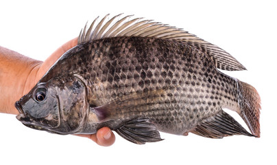 Naklejka premium Tilapia fish isolated on white background