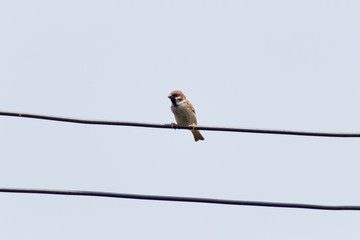 Bird sparrow on wire
