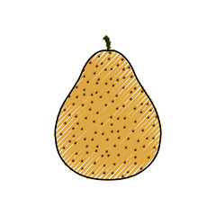 Delicious pear fruit icon vector illustration graphic design
