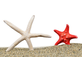 Fototapeta na wymiar Two starfish in sand on white background.