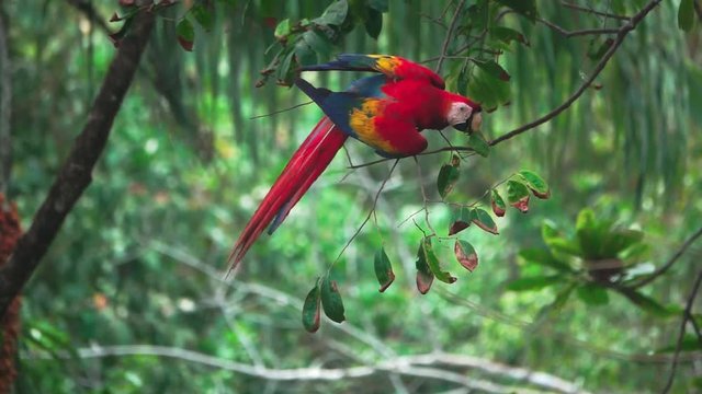 Slow-motion of Macaw feeding over tree