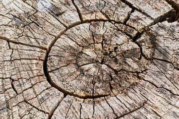 Old sawed tree with annual growth rings and cracks.