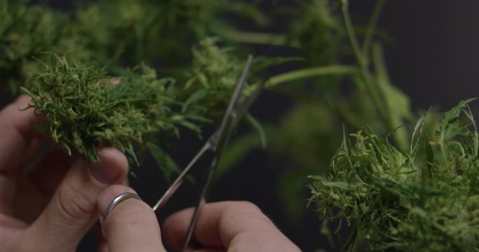Slow motion legal marijuana plant bud and leaf trimming