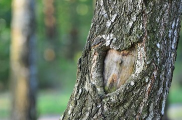 Natural heart formed in the tree trunk in vibrant green forest. Valentine day background. Copy space.