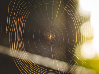 Sunlight Reflecting on a Spider Web