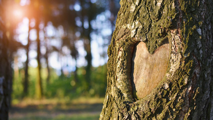 Natural heart formed in the tree trunk in vibrant green forest. Valentine day background. Copy...