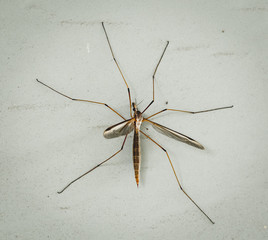 Closeup of Insect
