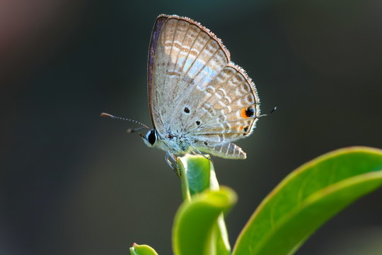 Butterfly,Close up of Prosotas Nora butterfly. Prosotas nora, the common lineblue, is a species of  lycaenid butterfly found in Asia.