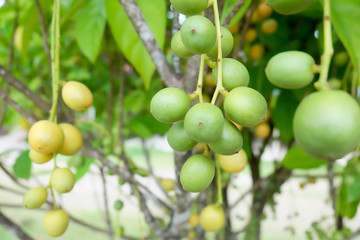 fruit