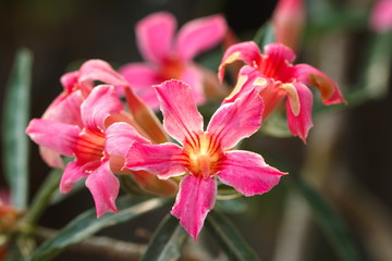 Adenium (Desert Rose ), Impala Lily, Pink Bignonia, Mock Azalea, Desert .