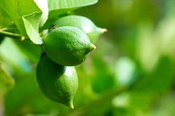 Lemon, lime tree in the garden of Thailand.