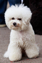dog breed maltese bichon