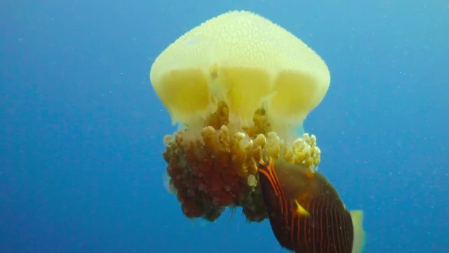 Fish swimming with big yellow jellyfish