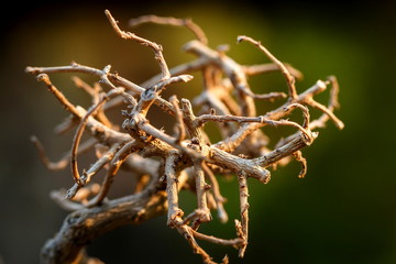 Dry twigs
