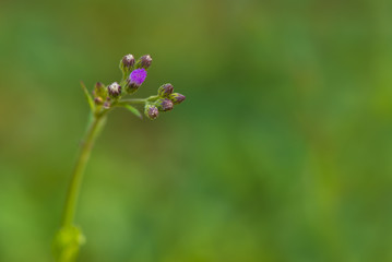 Little ironweed is effective against roundworms and threadworms. They are also given for coughs, flatulence, intestinal colic and dysuria and for leucoderma.