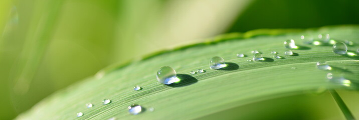 Water drops on leaves after the rain