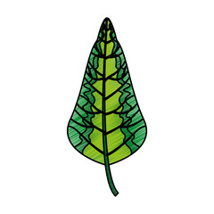 leaf plant decorative isolated icon vector illustration design