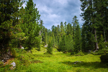 Fototapeta na wymiar Summer forest in the mountains