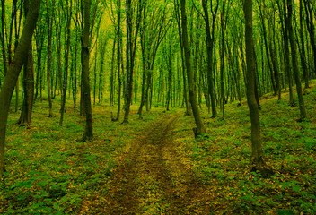 Green forest background