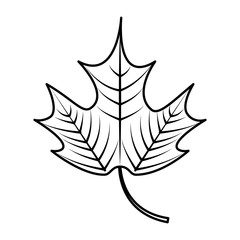 mapple leaf isolated icon vector illustration design