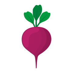 beetroot vegetable icon over white background. colorful design. vector illustration