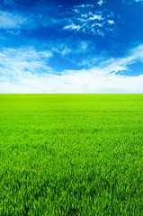 Green field with blue sky