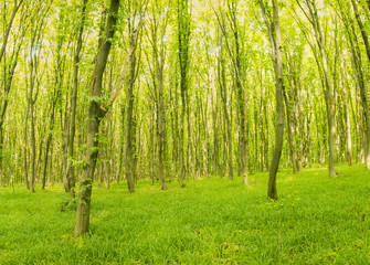 Fototapeta premium beautiful green forest