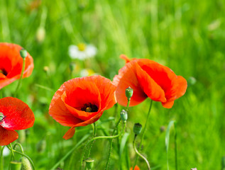 Field of bright red corn poppy flowers in summer