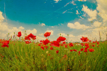 Obraz premium meadow with wild poppies